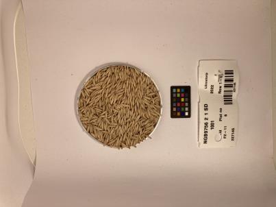 Click for 1 image(s) for this accession. SEED